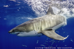 The entry after a breach is amazing!!!! Great Whites at G... by Steven Anderson 